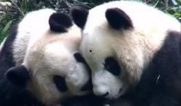 圆润熊猫吃瓜,圆润熊猫的甜蜜瓜果时光