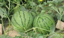 老六吃瓜事件,揭秘网络舆论的狂欢与反思