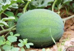 郑州吃内脏的瓜,探寻地道的内脏风味之旅