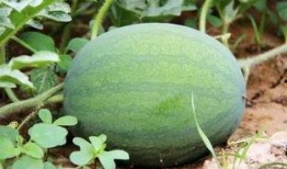 郑州吃内脏的瓜,探寻地道的内脏风味之旅