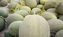 吃甜度最高的瓜