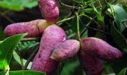 糖人吃八月瓜,甜蜜邂逅传承古韵