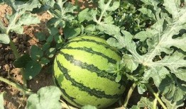 带你吃瓜特殊时期,揭秘带你吃瓜背后的故事