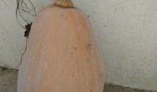 藤县校长吃瓜,校园风波背后的真相与反思