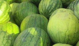 喜籽瓜可以吃吗,美味可口的天然零食探索