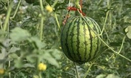 大河吃瓜,探寻民间美食的传承与创新