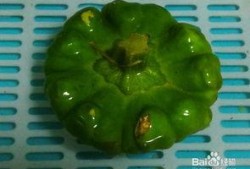 吃姜饼瓜上火,小心上火需注意