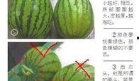 吃瓜吃到东北