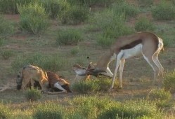 羚羊喜欢吃瓜,瓜果飘香