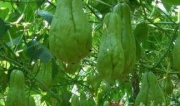 佛瓜尖怎么吃,探索美味与营养的完美结合