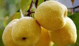 吸蜜可以吃瓜嘛