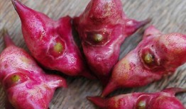 黄守瓜吃菱角,黄守瓜与菱角的奇妙邂逅