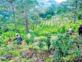 后花园喝茶吃瓜,悠然享受夏日悠闲时光