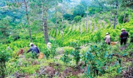 后花园喝茶吃瓜,悠然享受夏日悠闲时光