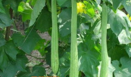 吃司瓜中毒,症状、原因及预防措施