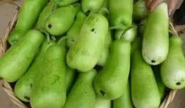 葫芦瓜种可以吃吗,葫芦瓜种植与食用价值解析