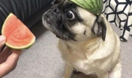 关于吃瓜的言论,揭秘网络言论背后的真相与影响