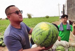 阿尼亚吃瓜照片,萌态十足，网友直呼可爱到爆