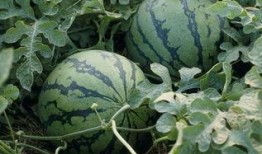 介休大瓜吃瓜第一下,吃瓜第一下的震撼瞬间