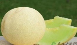 宝宝可以吃白兰瓜,白兰瓜营养美味，助力宝宝健康成长