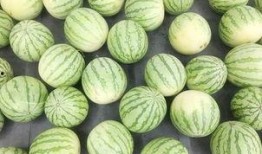 吃瓜群众成品,揭秘网络热议背后的真相与趣味