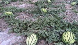 靖安吃瓜,揭秘网络热点的背后真相