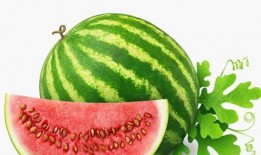 多肉小野吃瓜,多肉小野的瓜田奇遇记