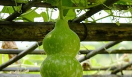 葫芦瓜咋样吃呢,探索美味与健康的完美结合