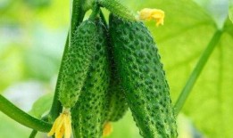 长期吃赖瓜好处