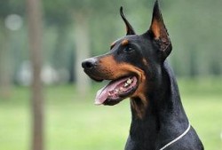 杜宾犬吃瓜现场照片真实,萌态十足引网友热议