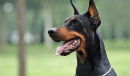 杜宾犬吃瓜现场照片真实,萌态十足引网友热议