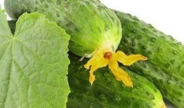 春吃菠萝夏吃瓜,四季养生之道