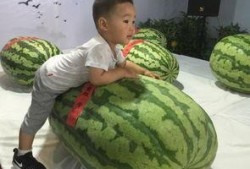 青浦吃瓜群众事件,一场网络舆论的风波与反思