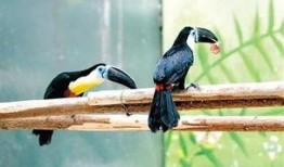 尼加拉瓜吃巨嘴鸟,居民共享巨嘴鸟美食文化