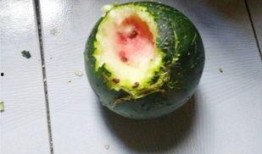 丑瓜没熟怎么吃,未熟丑瓜的创意食用攻略