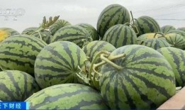 自由吃瓜流浪基地