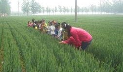 小朋友田间吃瓜,小朋友田间吃瓜的欢乐时光