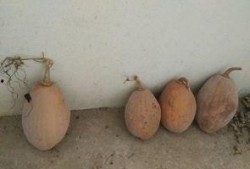 藤县校长吃瓜,校园风波背后的真相与反思