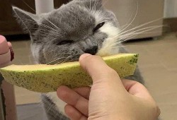 猫咪吃哈密瓜冰淇淋,萌宠美食新体验