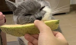 猫咪吃哈密瓜冰淇淋,萌宠美食新体验