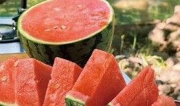 夏天吃小吊瓜,小吊瓜的清凉之旅