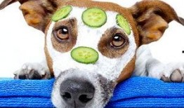 酥瓜狗狗可以吃吗