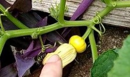 花尤吃瓜,揭秘娱乐圈的甜蜜与苦涩