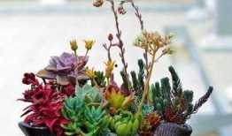 多肉小野吃瓜,多肉小野的瓜田奇遇记