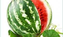 吃瓜吃到饱,从吃瓜吃到饱的欢乐之旅