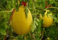 襄阳吃瓜群,揭秘当地美食文化圈