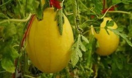 襄阳吃瓜群,揭秘当地美食文化圈