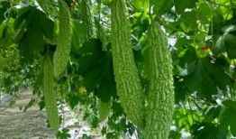 烟台理工吃瓜,吃瓜群众揭秘校园热点事件