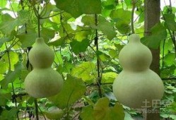 葫芦瓜咋样吃呢,探索美味与健康的完美结合