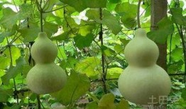 葫芦瓜咋样吃呢,探索美味与健康的完美结合